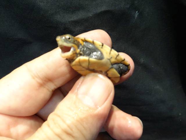 キタシロクチドロガメ(7)