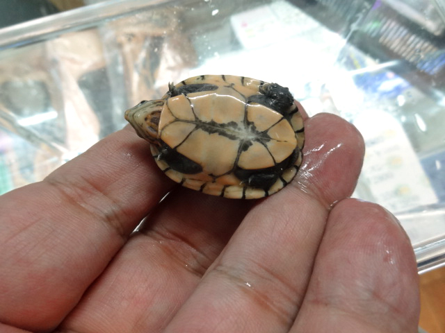 キタシロクチドロガメ(8)