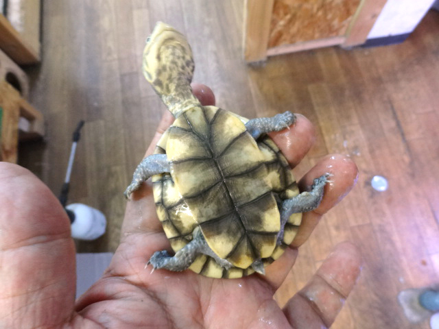コシヒロカエルガメ(8)