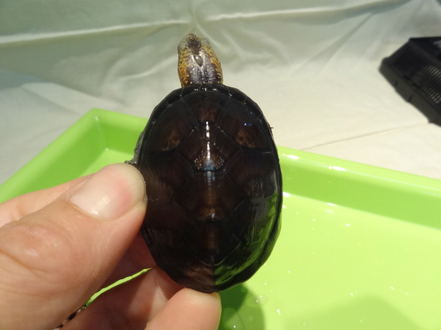 キタシロクチドロガメ(10)