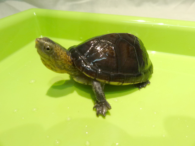 キタシロクチドロガメ(9)