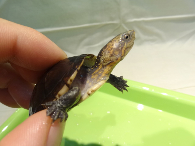 キタシロクチドロガメ(11)