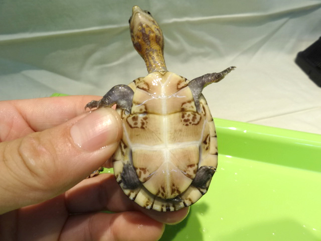 キタシロクチドロガメ(12)