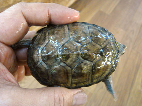 ミドリガメ様 爬虫類図鑑 カメ図鑑（ミズガメ）