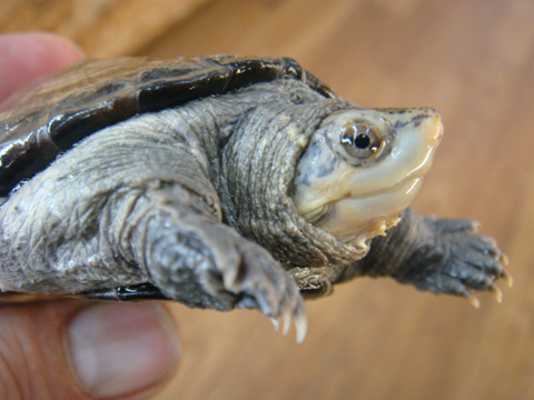 チャパラドロガメ(2)