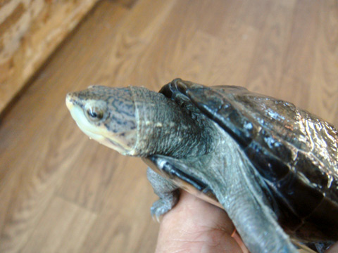 チャパラドロガメ(3)