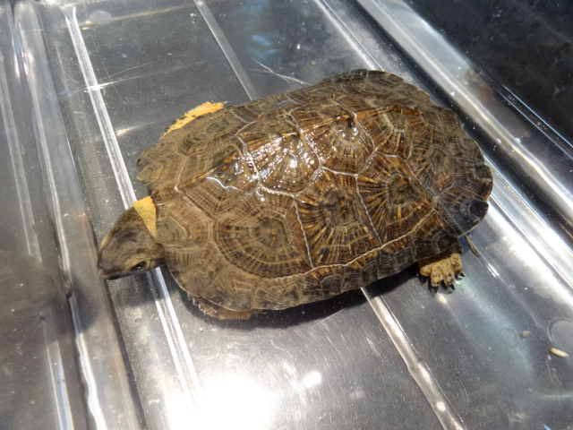 モリイシガメ(11)