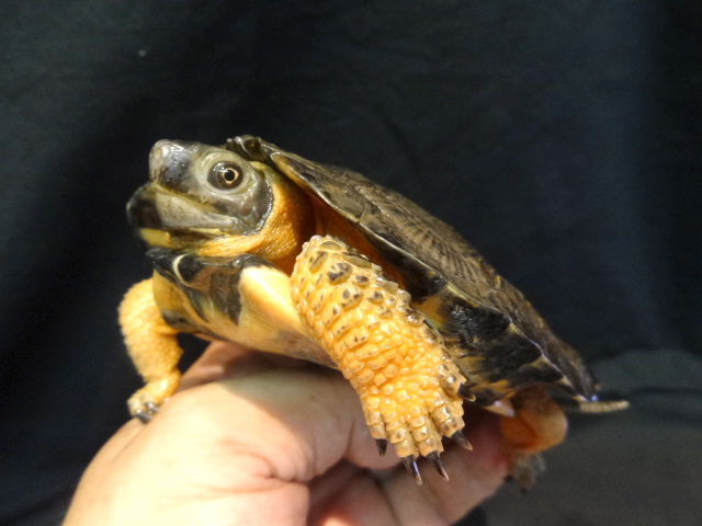 モリイシガメ(12)