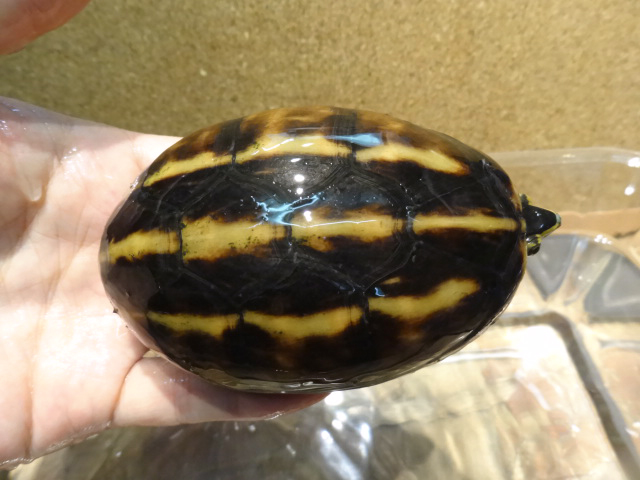 ミスジドロガメ(1)