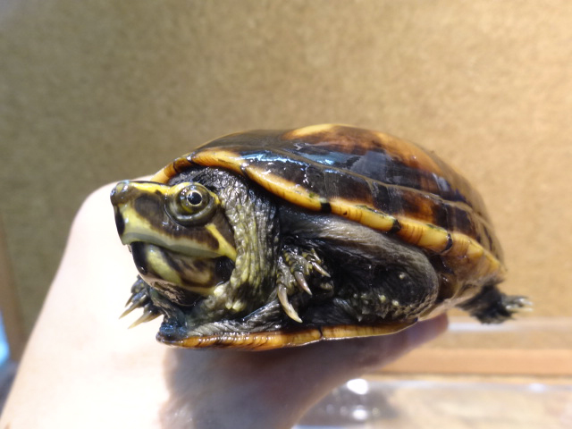 ミスジドロガメ(2)