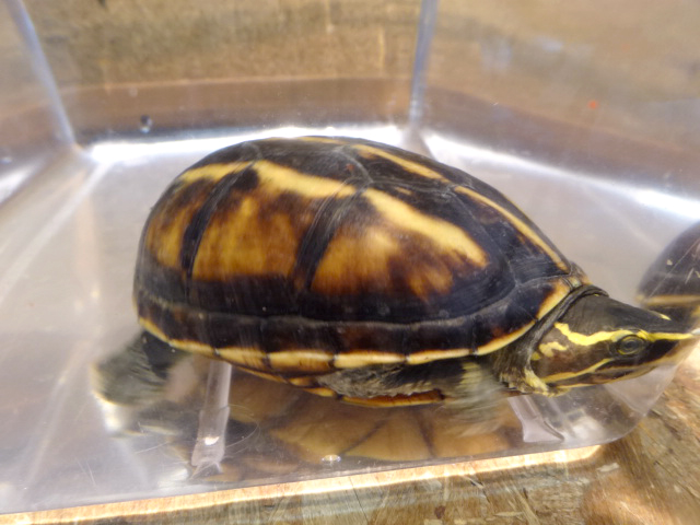 ミスジドロガメ(3)