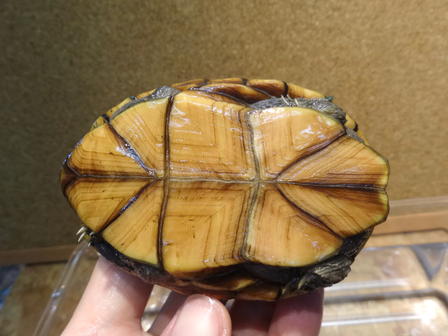 ミスジドロガメ(4)