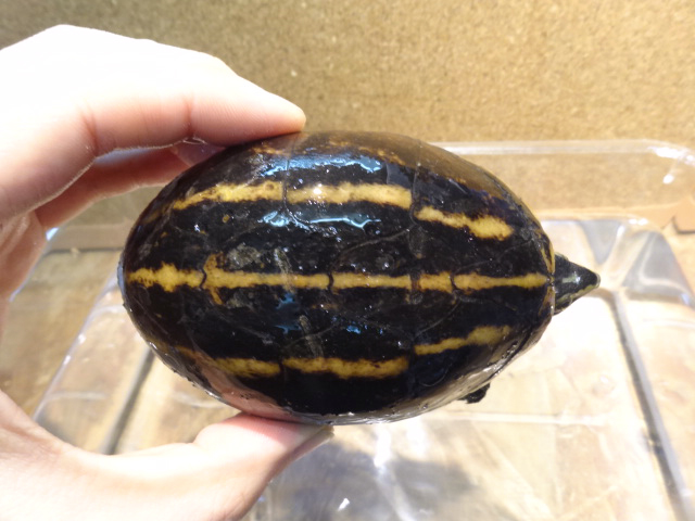 ミスジドロガメ(6)