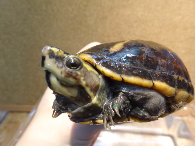 ミスジドロガメ(7)