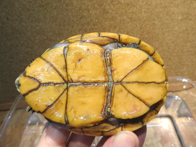 ミスジドロガメ(8)