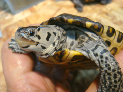 マングローブダイヤモンドバックテラピン(2)