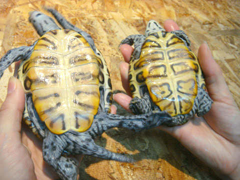 マングローブダイヤモンドバックテラピン(5)