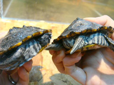 マングローブダイヤモンドバックテラピン(6)