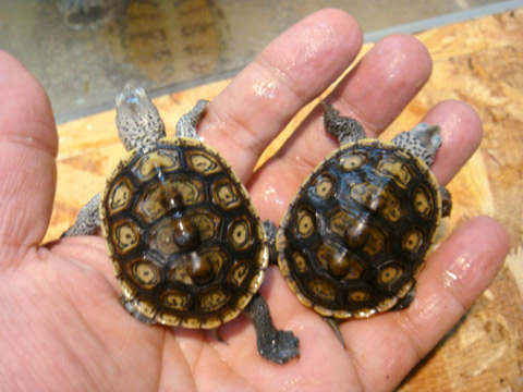 フロリダダイヤモンドバックテラピン(5)