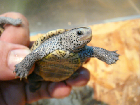 フロリダダイヤモンドバックテラピン(6)