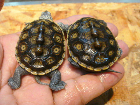 フロリダダイヤモンドバックテラピン(7)