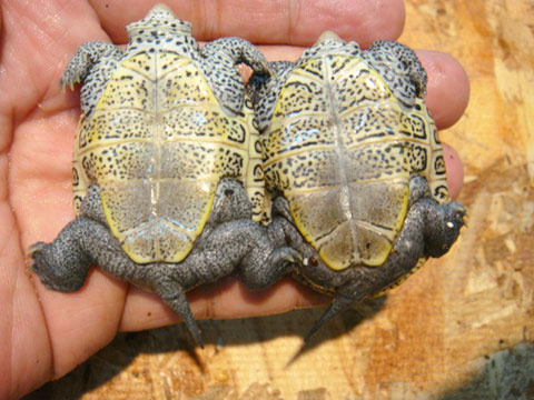 フロリダダイヤモンドバックテラピン(8)