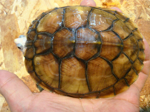 ミシシッピアカミミガメ(8)