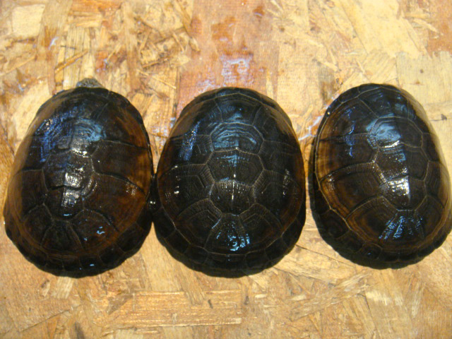 アフリカウスグロハコヨコクビガメ(4)