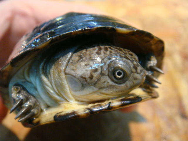 アフリカウスグロハコヨコクビガメ(5)