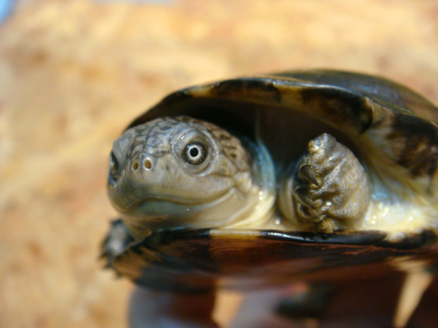 アフリカウスグロハコヨコクビガメ(6)