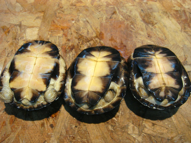 アフリカウスグロハコヨコクビガメ(7)