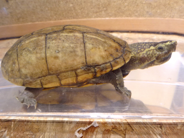 ミスジドロガメ(9)