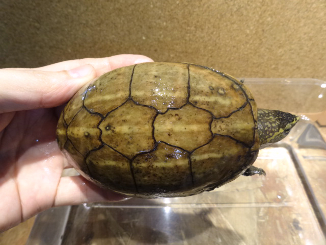 ミスジドロガメ(11)