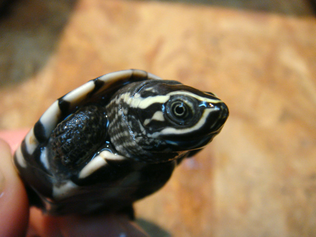 マレーニシクイガメ(10)