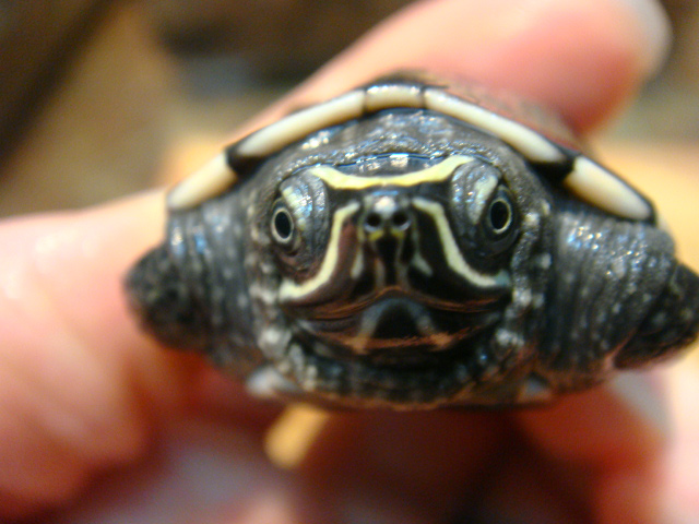 マレーニシクイガメ(11)