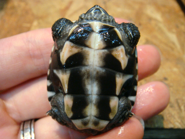 マレーニシクイガメ(12)