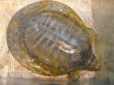 カンチャナブリコガシラスッポン(5)