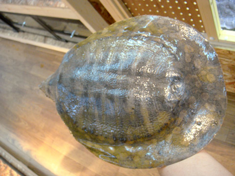 カンチャナブリコガシラスッポン(6)