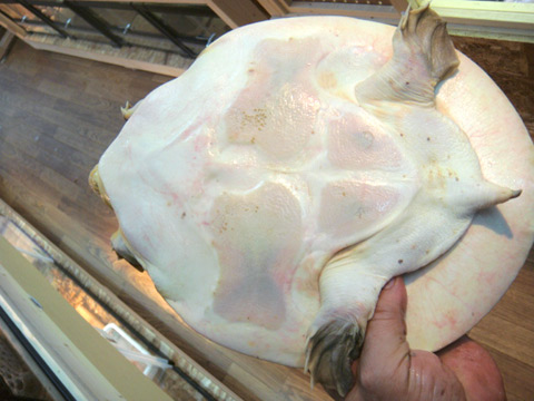 カンチャナブリコガシラスッポン(8)