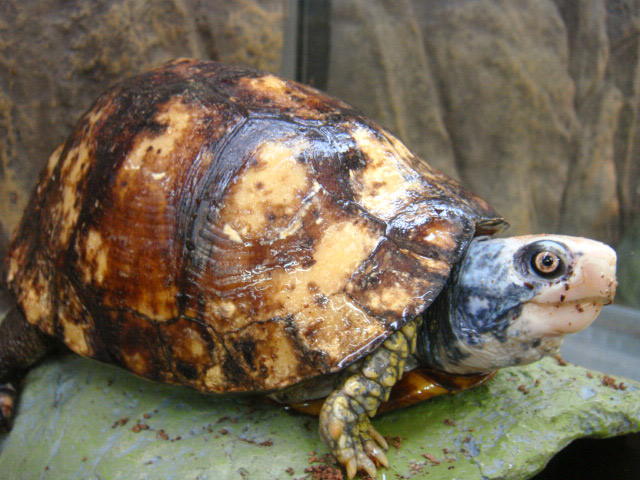 ユカタンハコガメ