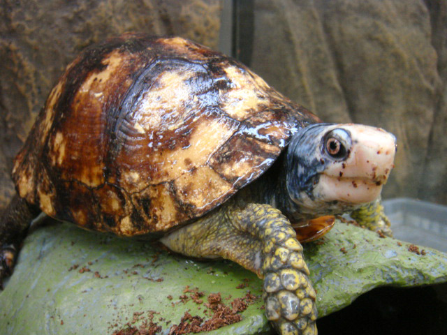 ユカタンハコガメ(2)