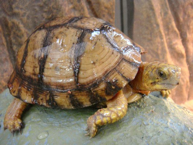 ユカタンハコガメ(4)