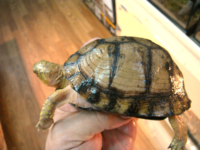 ユカタンハコガメ(5)