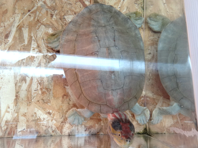 ニシキセタカガメ(9)