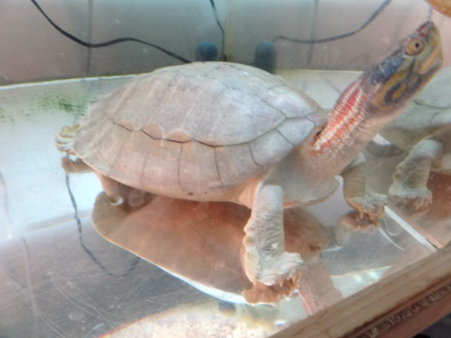 ニシキセタカガメ(10)