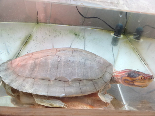 ニシキセタカガメ(11)