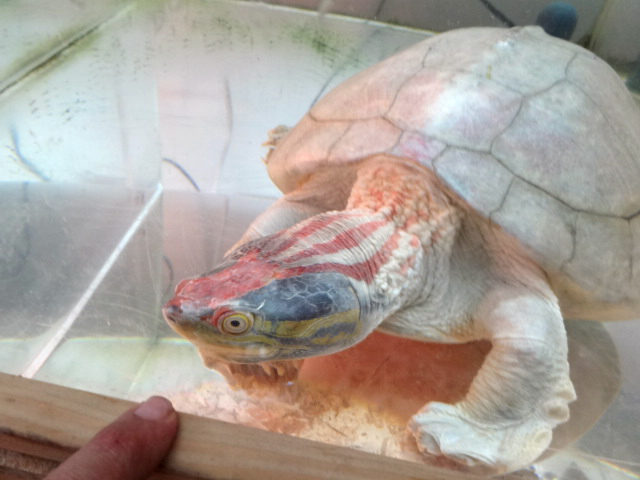 ニシキセタカガメ(12)