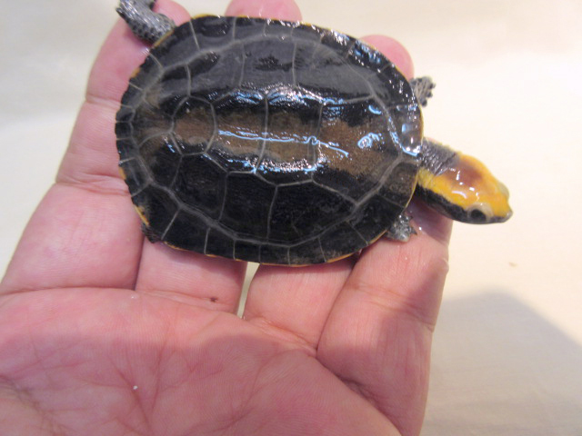 セグロヒラタヘビクビガメ(9)