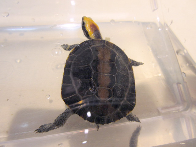 セグロヒラタヘビクビガメ(10)