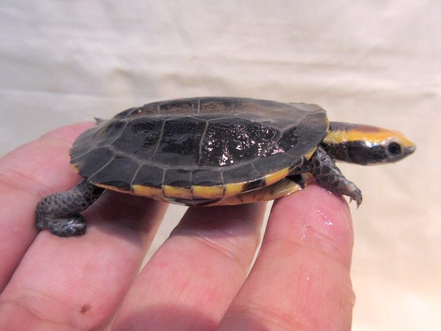 セグロヒラタヘビクビガメ(11)